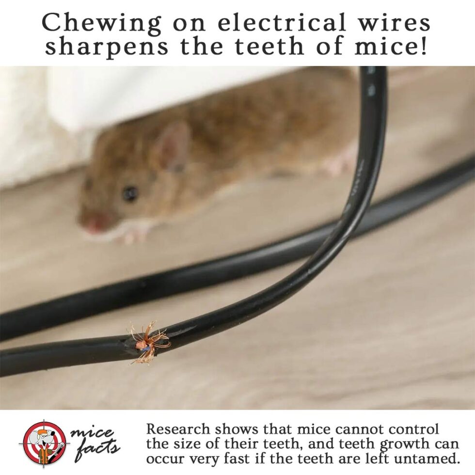 Mice Removal & Proofing Mice Hunters