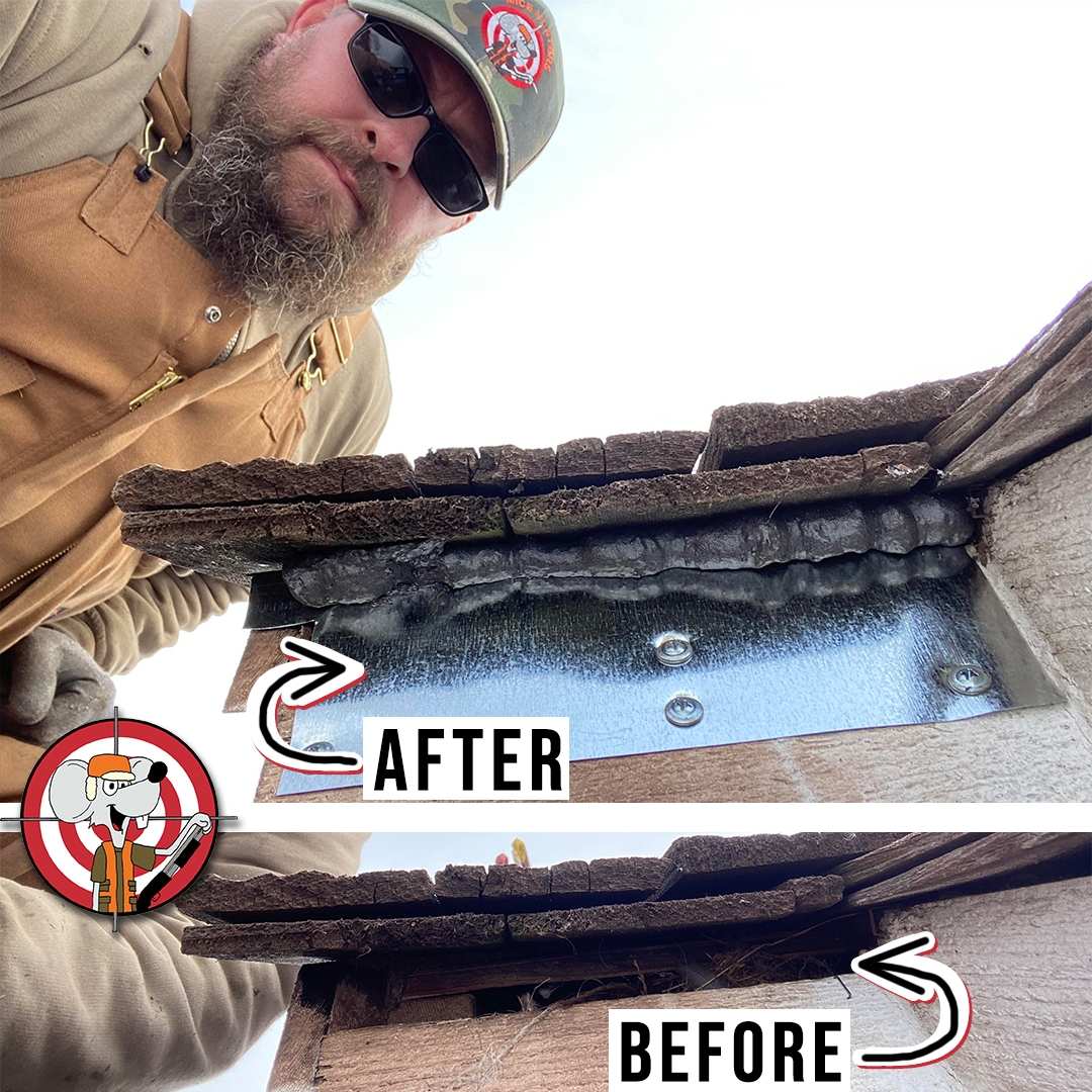 Before and after Rodent Proofing the Roof