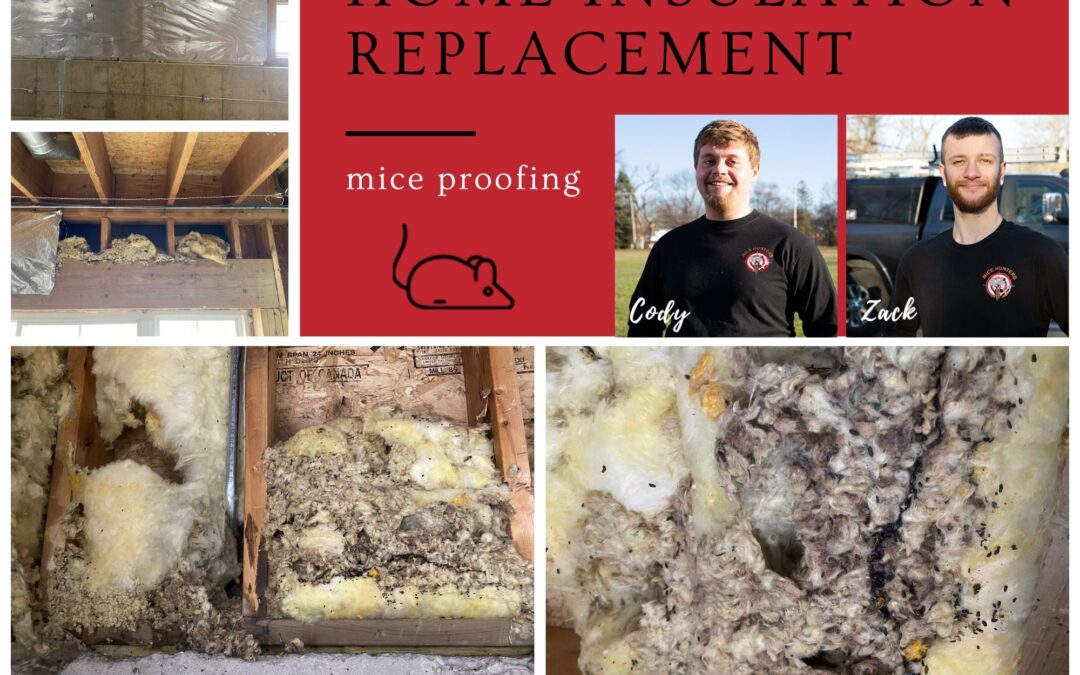 Little Mice, Too Much Poo! Mice will ruin your insulation!