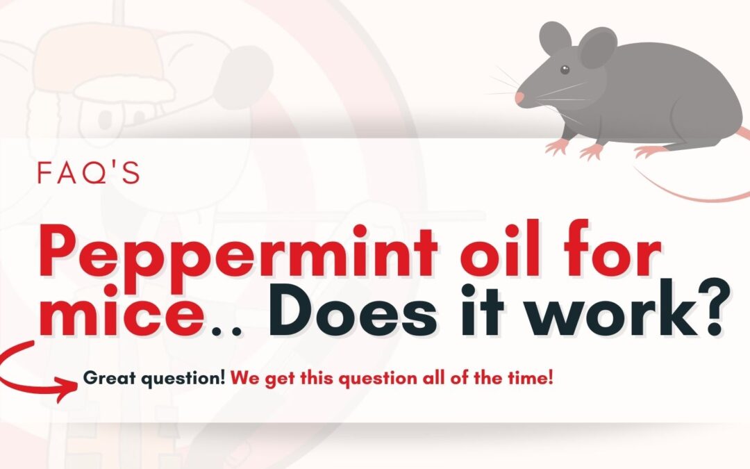 Peppermint Oil For Mice - Does it Work?