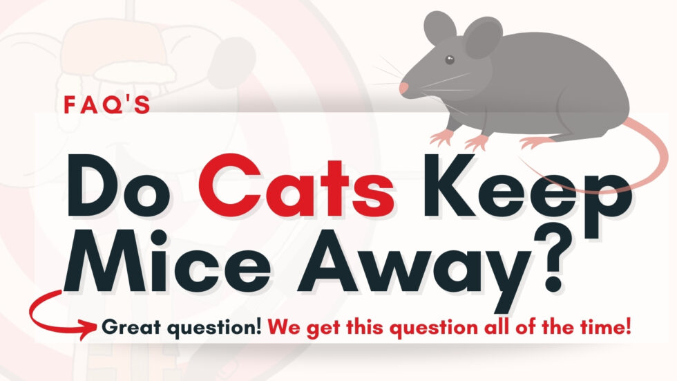 Do Cats Keep Mice Away? Mice Hunters