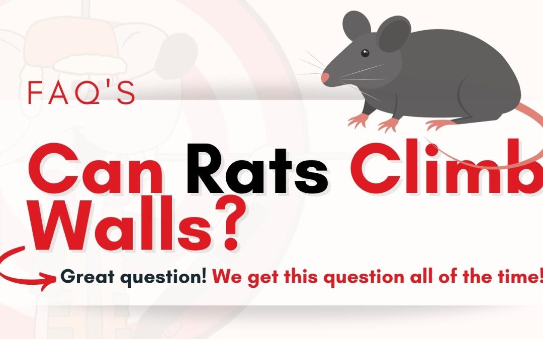 FAQ - Can Rats Climb Walls