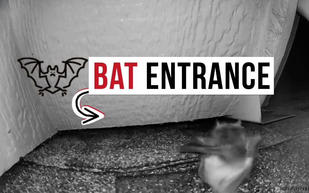 How do bats get into my attic?