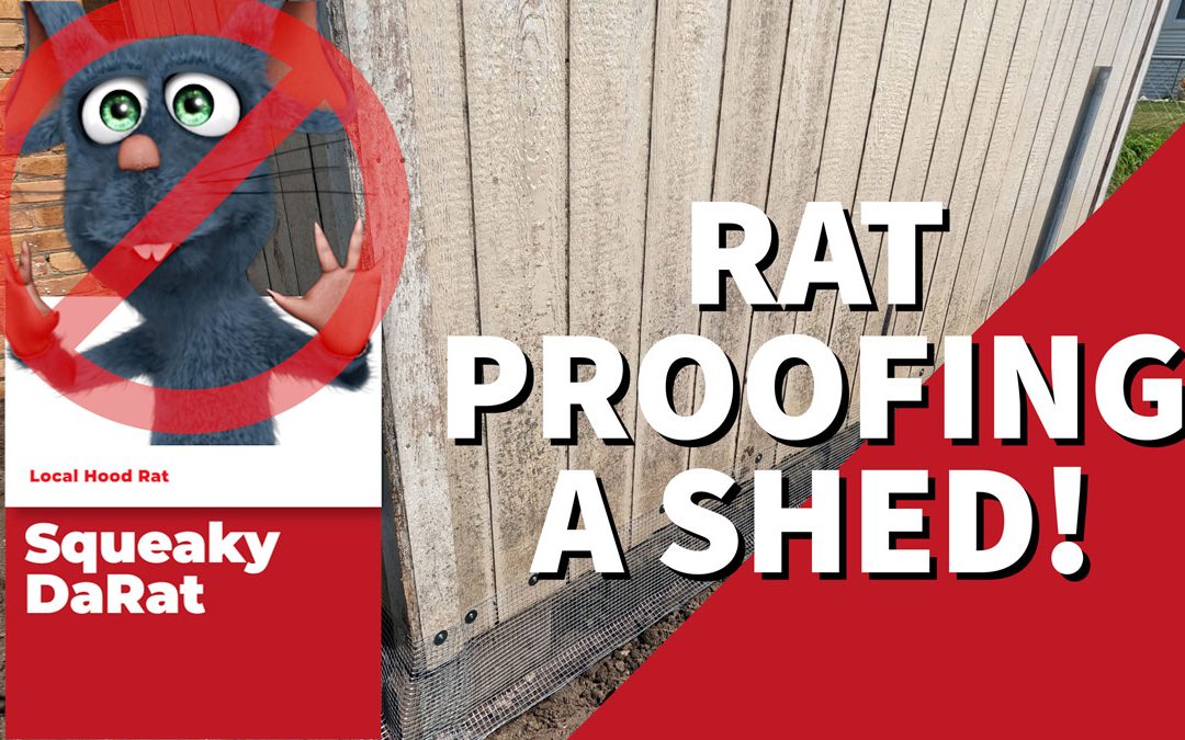 RAT PROOFING A SHED | How to keep rats OUT!