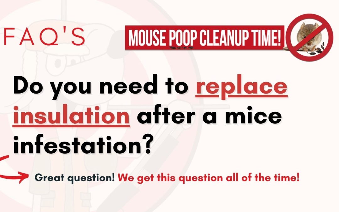 Do you need to replace insulation after a mice infestation? FAQ