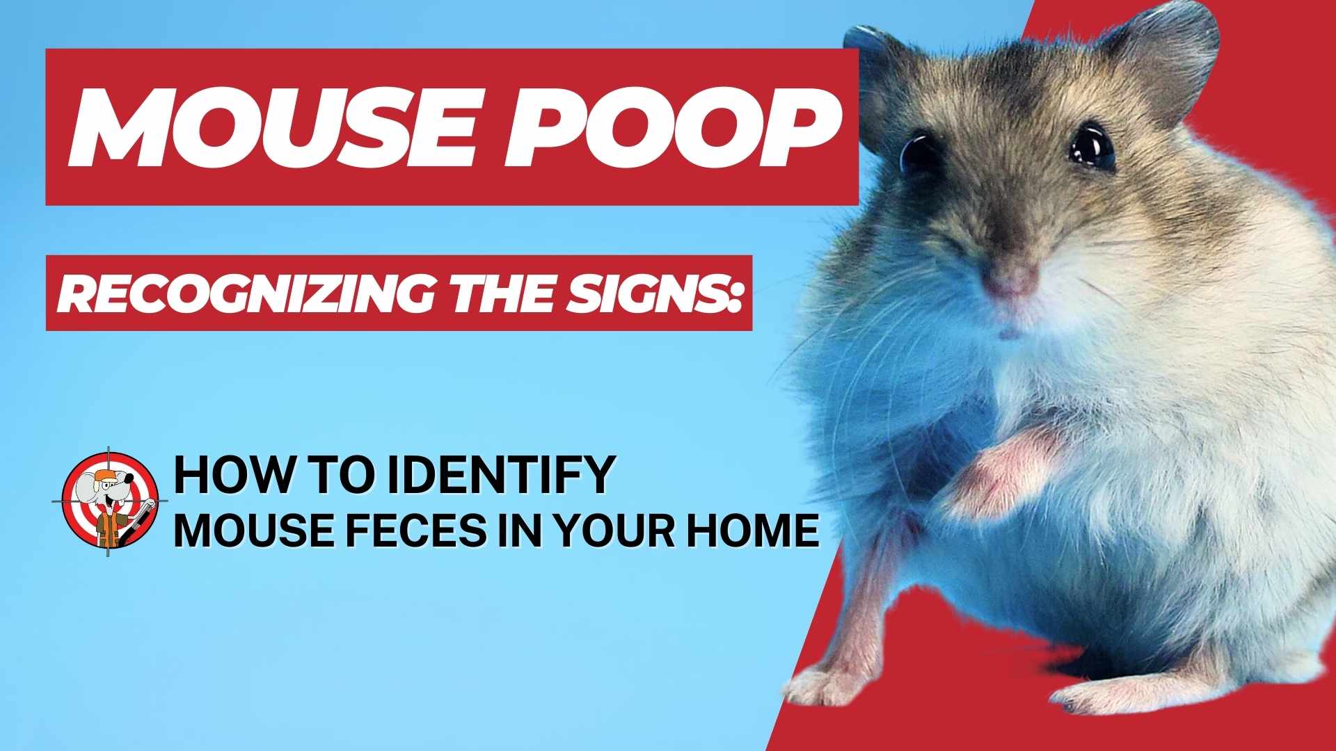 Recognizing the Signs - How to Identify Mouse Poop in Your House